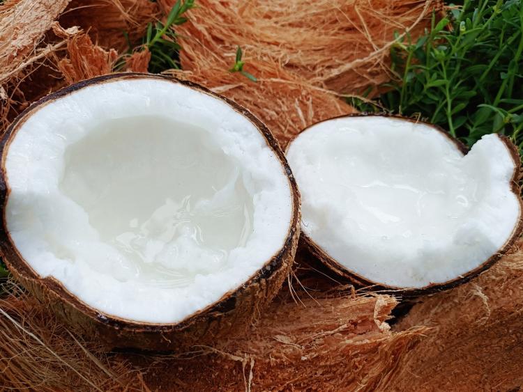 Loại dừa không có nước, mềm dẻo thơm như kem, giá đến 400 ngàn/trái ở Trà Vinh