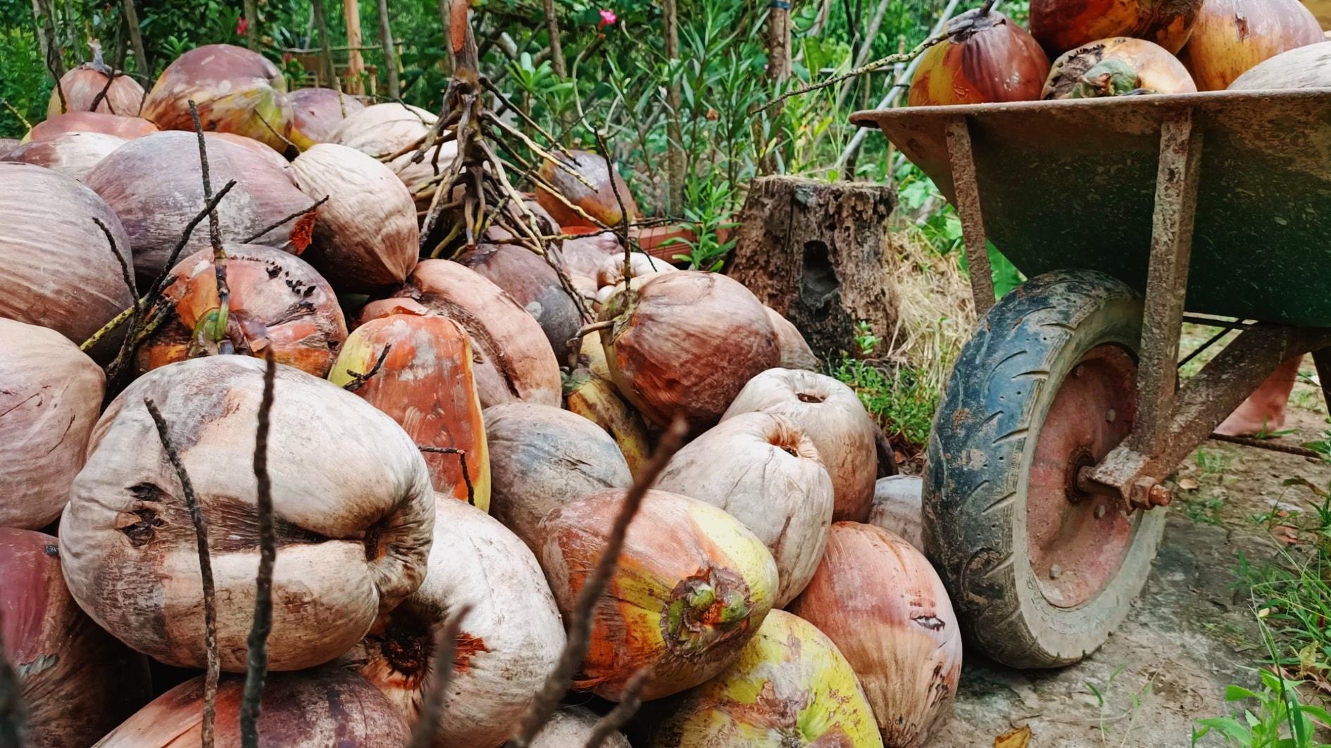 Loại dừa không có nước, mềm dẻo thơm như kem, giá đến 400 ngàn/trái ở Trà Vinh - 2
