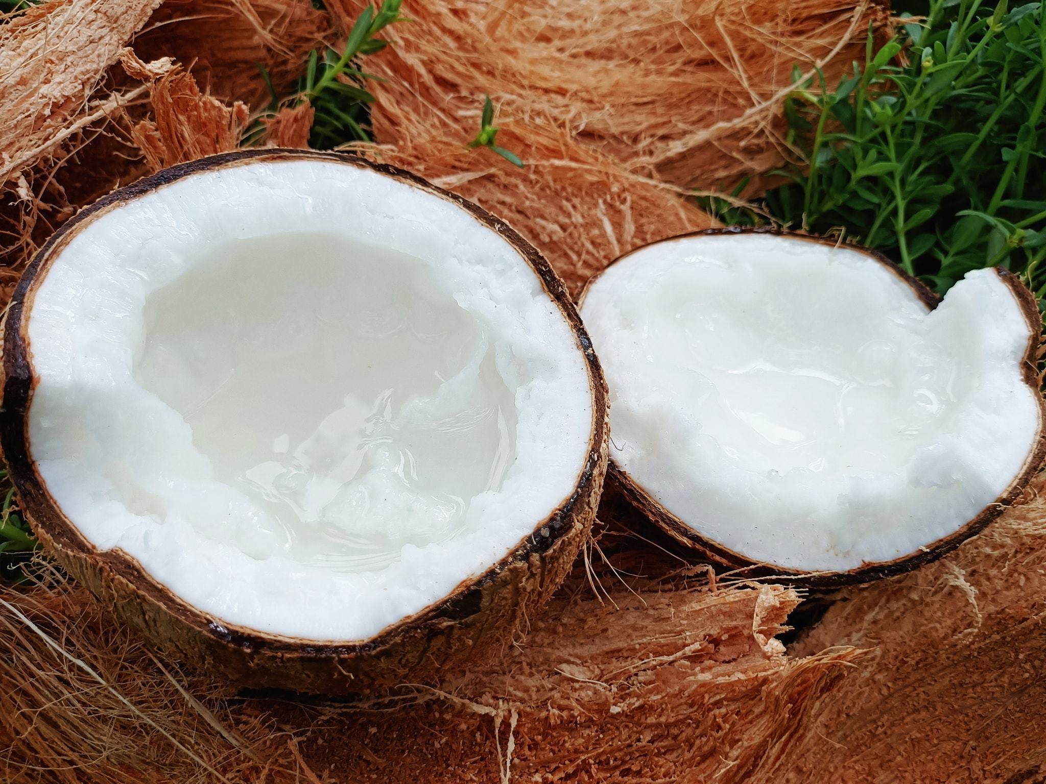 Loại dừa không có nước, mềm dẻo thơm như kem, giá đến 400 ngàn/trái ở Trà Vinh - 3