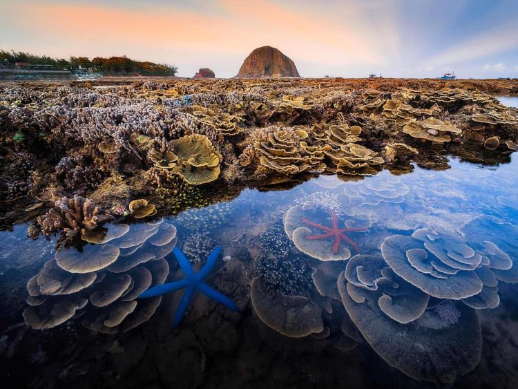 Bức ảnh rạn san hô Phú Yên đẹp rực rỡ tại cuộc thi của Hiệp hội Sinh học Hoàng gia Anh