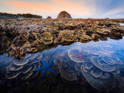 Chuyện hay - Bức ảnh rạn san hô Phú Yên đẹp rực rỡ tại cuộc thi của Hiệp hội Sinh học Hoàng gia Anh