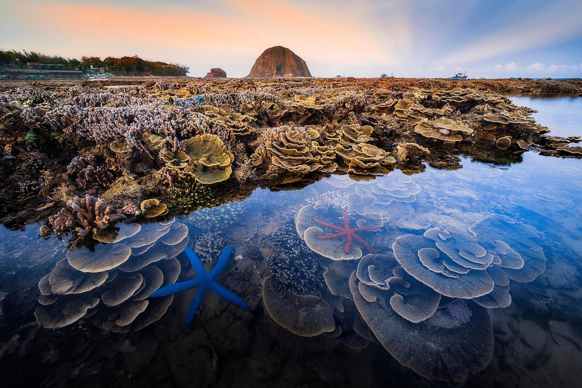 Bức ảnh rạn san hô Phú Yên đẹp rực rỡ tại cuộc thi của Hiệp hội Sinh học Hoàng gia Anh - 4