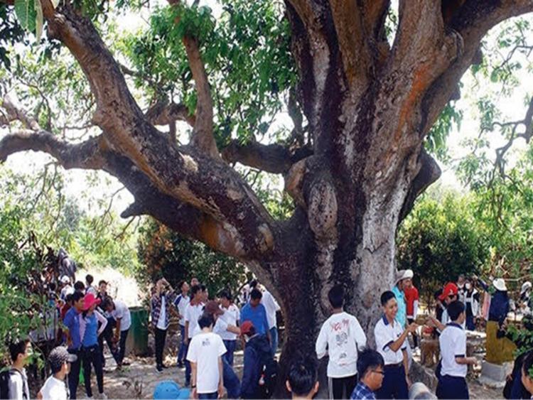 “Cụ xoài“ trên 300 tuổi – cây di sản Việt Nam, điểm đến thú vị tại Bạc Liêu
