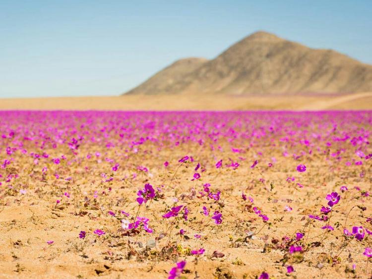 Kì diệu thảm hoa nở rực rỡ trên sa mạc khô cằn nhất thế giới