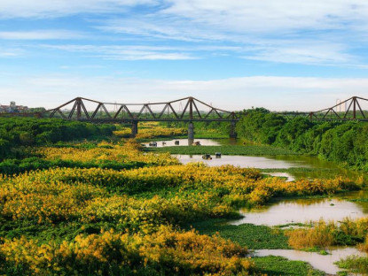 Du khảo - Một mùa cỏ lau lại về dưới chân cầu Long Biên