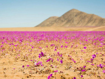Du khảo - Kì diệu thảm hoa nở rực rỡ trên sa mạc khô cằn nhất thế giới