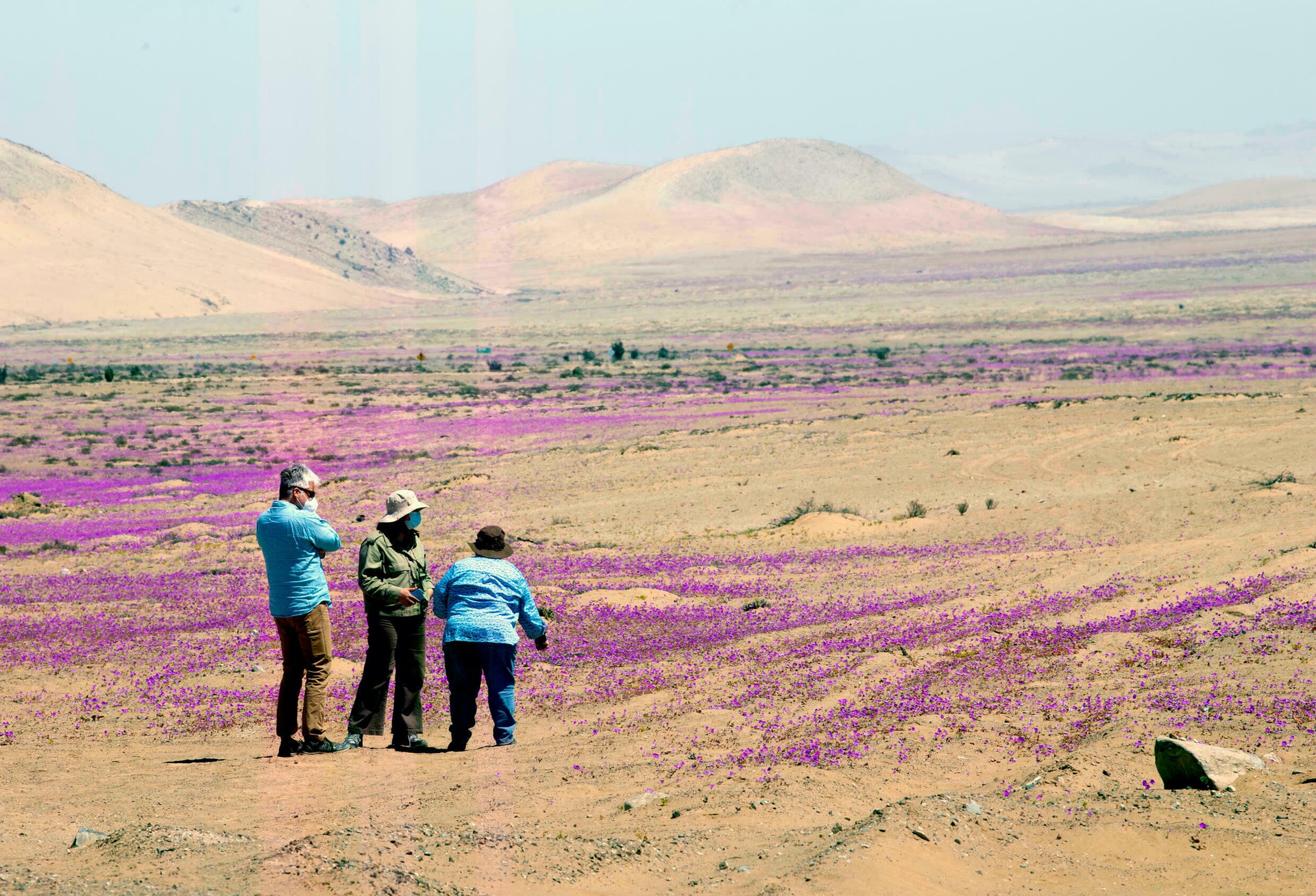 Kì diệu thảm hoa nở rực rỡ trên sa mạc khô cằn nhất thế giới - 6