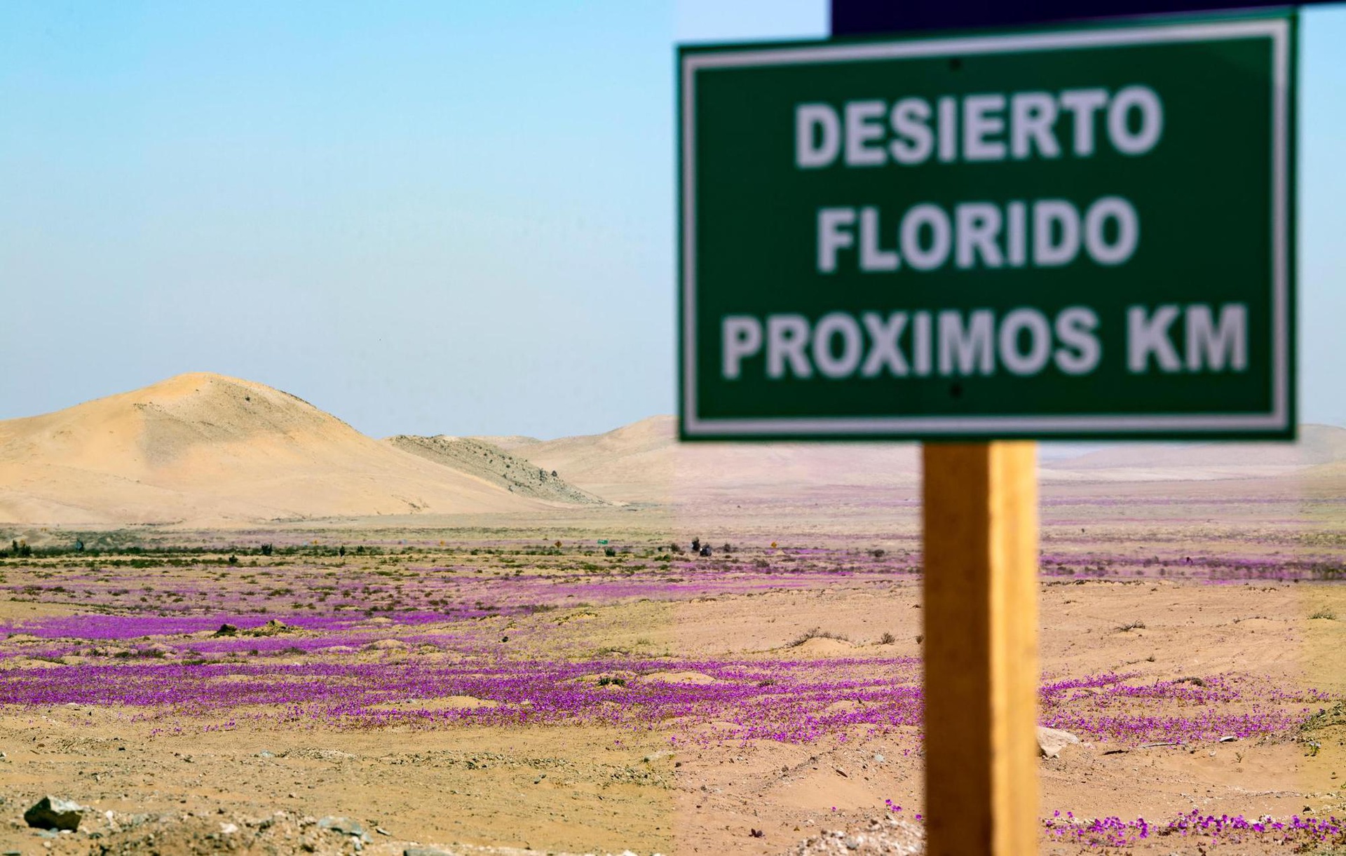 Kì diệu thảm hoa nở rực rỡ trên sa mạc khô cằn nhất thế giới - 3