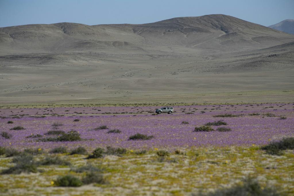 Kì diệu thảm hoa nở rực rỡ trên sa mạc khô cằn nhất thế giới - 4