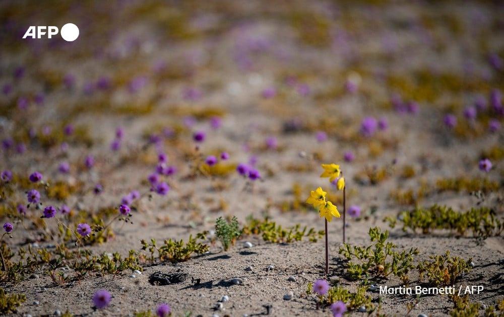 Kì diệu thảm hoa nở rực rỡ trên sa mạc khô cằn nhất thế giới - 5