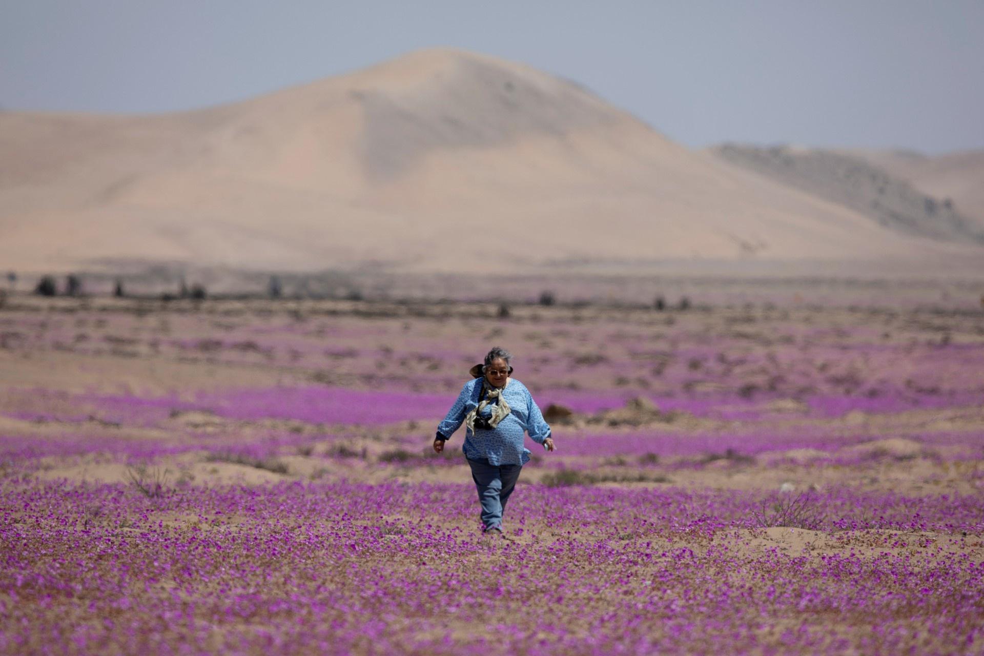 Kì diệu thảm hoa nở rực rỡ trên sa mạc khô cằn nhất thế giới - 1