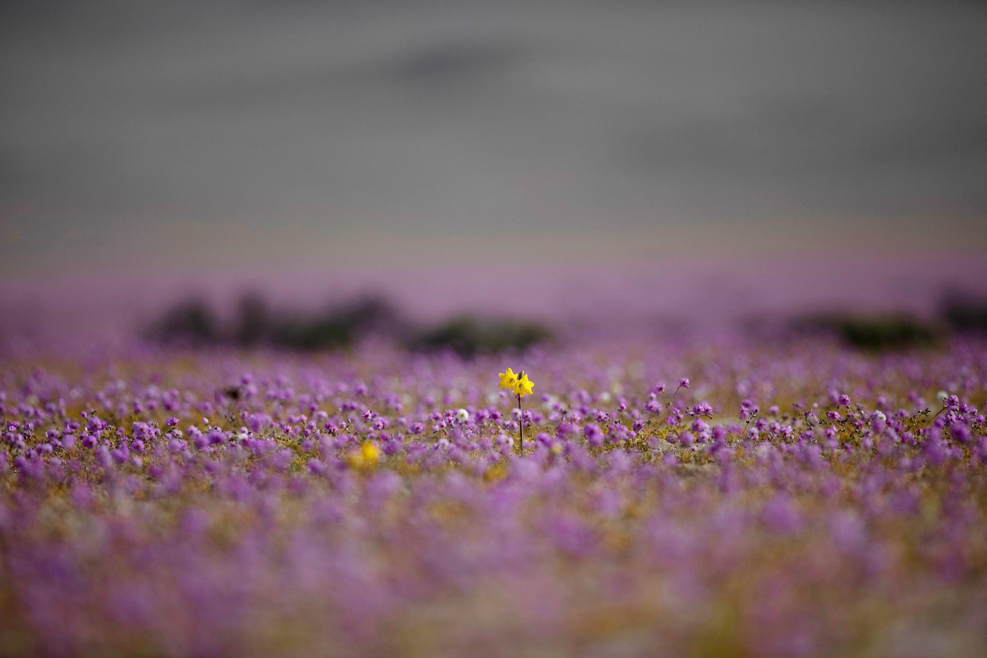 Kì diệu thảm hoa nở rực rỡ trên sa mạc khô cằn nhất thế giới - 2