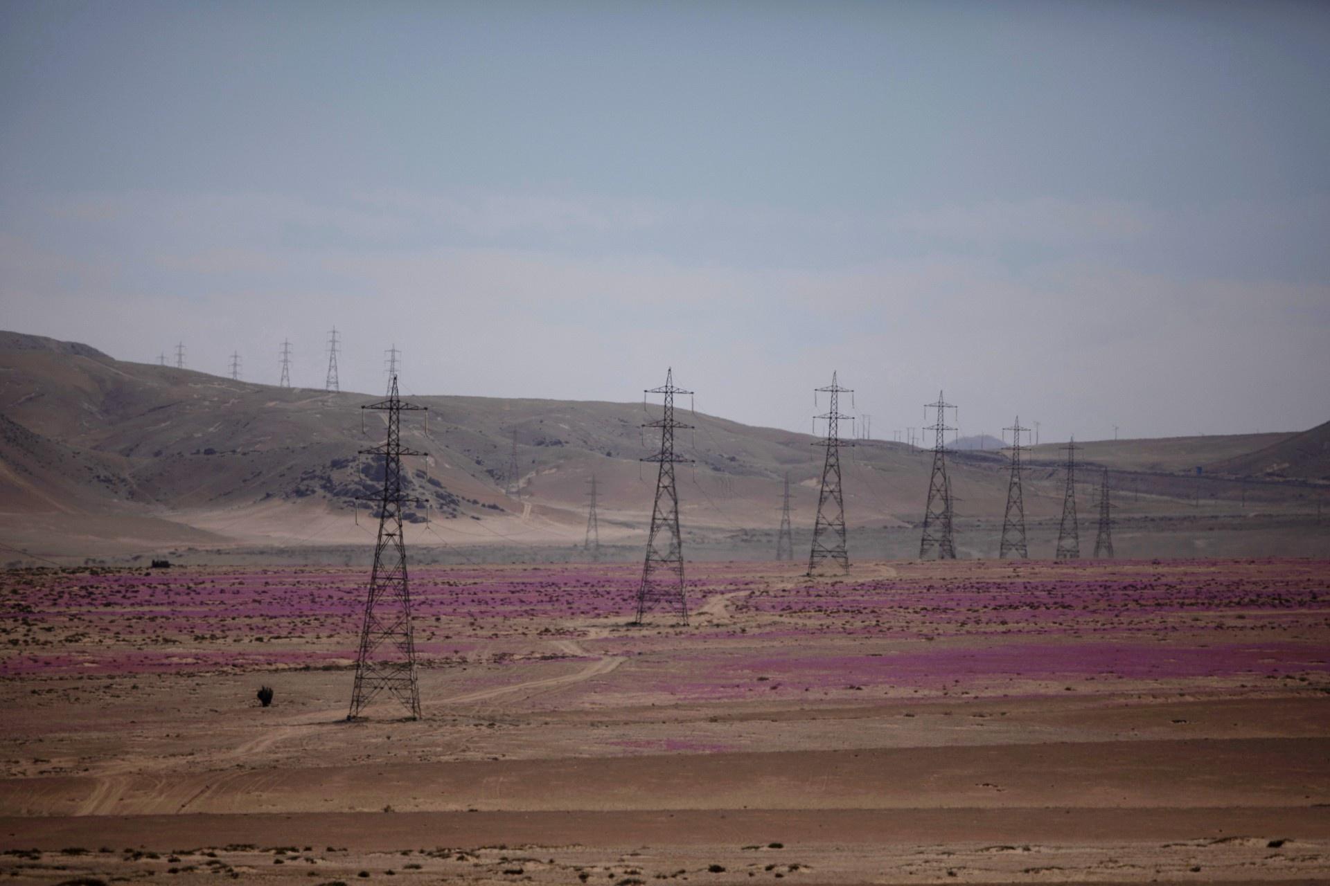 Kì diệu thảm hoa nở rực rỡ trên sa mạc khô cằn nhất thế giới - 9