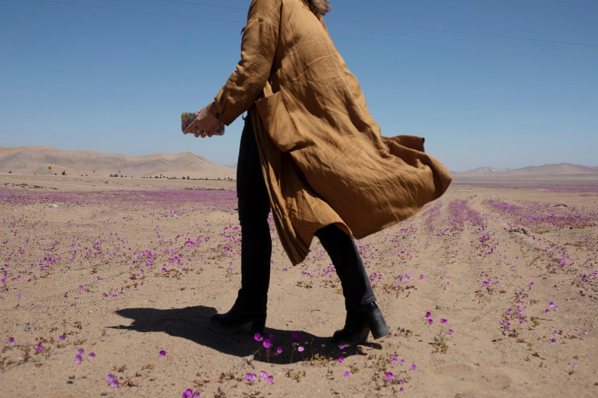 Kì diệu thảm hoa nở rực rỡ trên sa mạc khô cằn nhất thế giới - 7