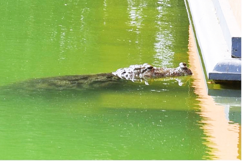 Kỳ lạ con cá sấu “quy y cửa Phật” suốt 70 năm trong ngôi đền Ấn Độ - 2