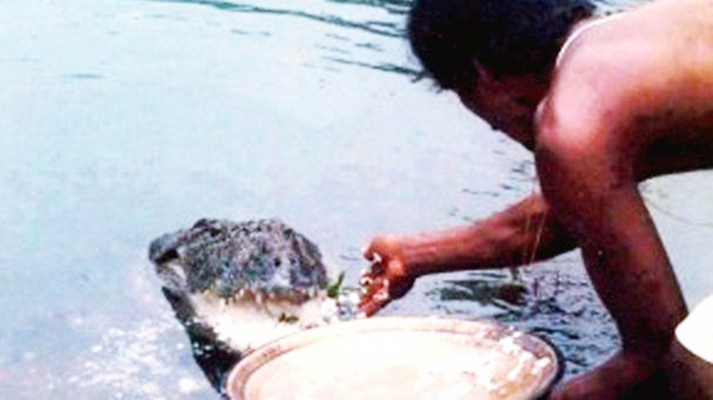 Kỳ lạ con cá sấu “quy y cửa Phật” suốt 70 năm trong ngôi đền Ấn Độ - 3