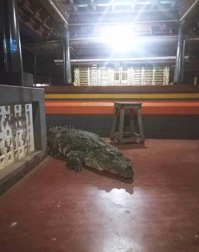 Kỳ lạ con cá sấu “quy y cửa Phật” suốt 70 năm trong ngôi đền Ấn Độ - 5