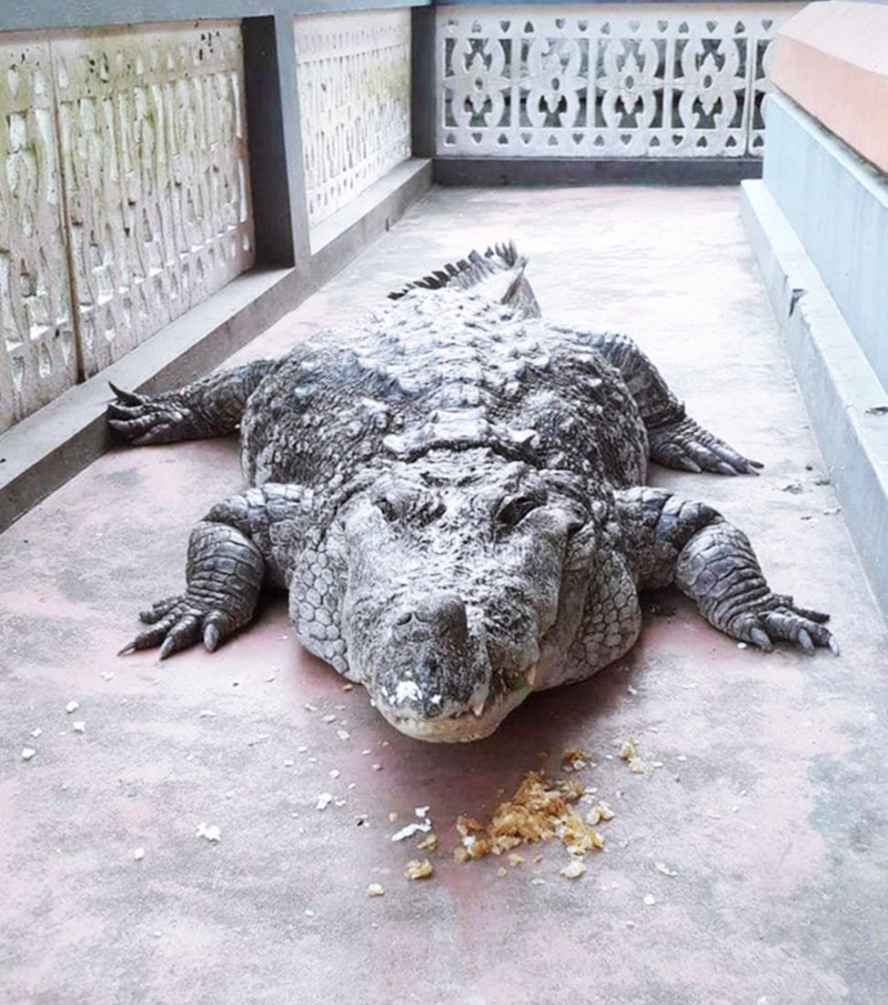 Kỳ lạ con cá sấu “quy y cửa Phật” suốt 70 năm trong ngôi đền Ấn Độ - 6