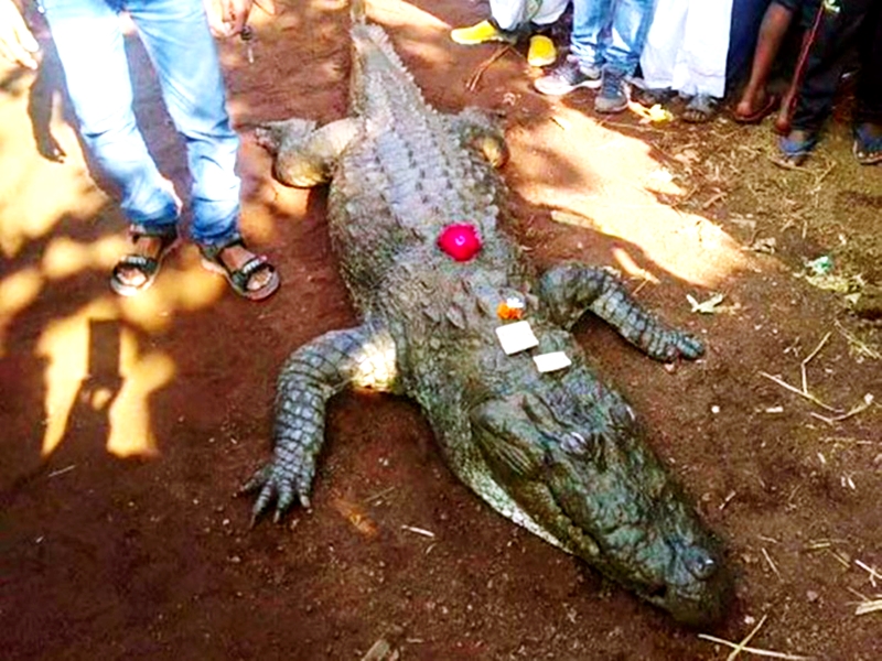 Kỳ lạ con cá sấu “quy y cửa Phật” suốt 70 năm trong ngôi đền Ấn Độ - 7