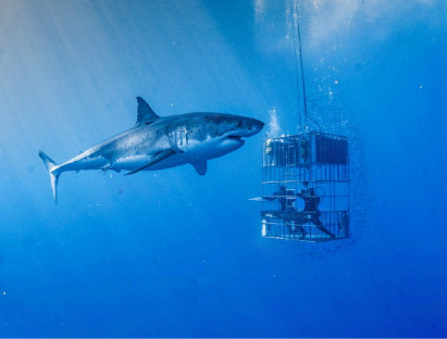 Chuyện hay - ‘Nhốt mình’ trong lồng sắt cho cá mập săn mồi vờn xung quanh