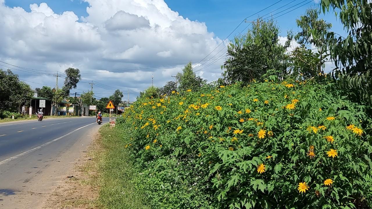 Hoa dã quỳ rực rỡ sắc vàng ở vùng đất hoang sơ của Lâm Đồng - 4