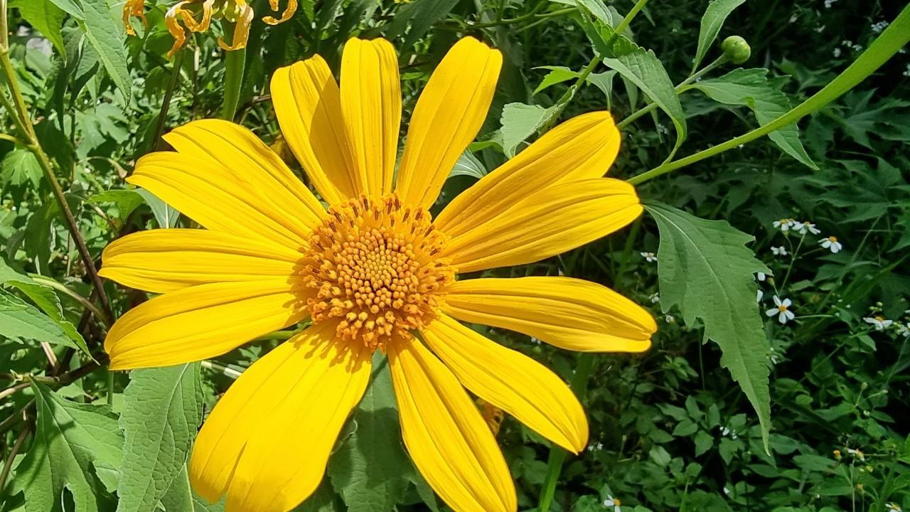 Hoa dã quỳ rực rỡ sắc vàng ở vùng đất hoang sơ của Lâm Đồng - 3
