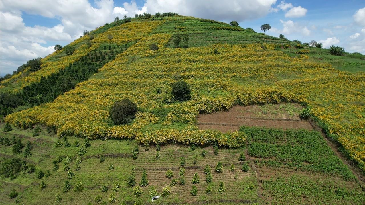 Hoa dã quỳ rực rỡ sắc vàng ở vùng đất hoang sơ của Lâm Đồng - 7