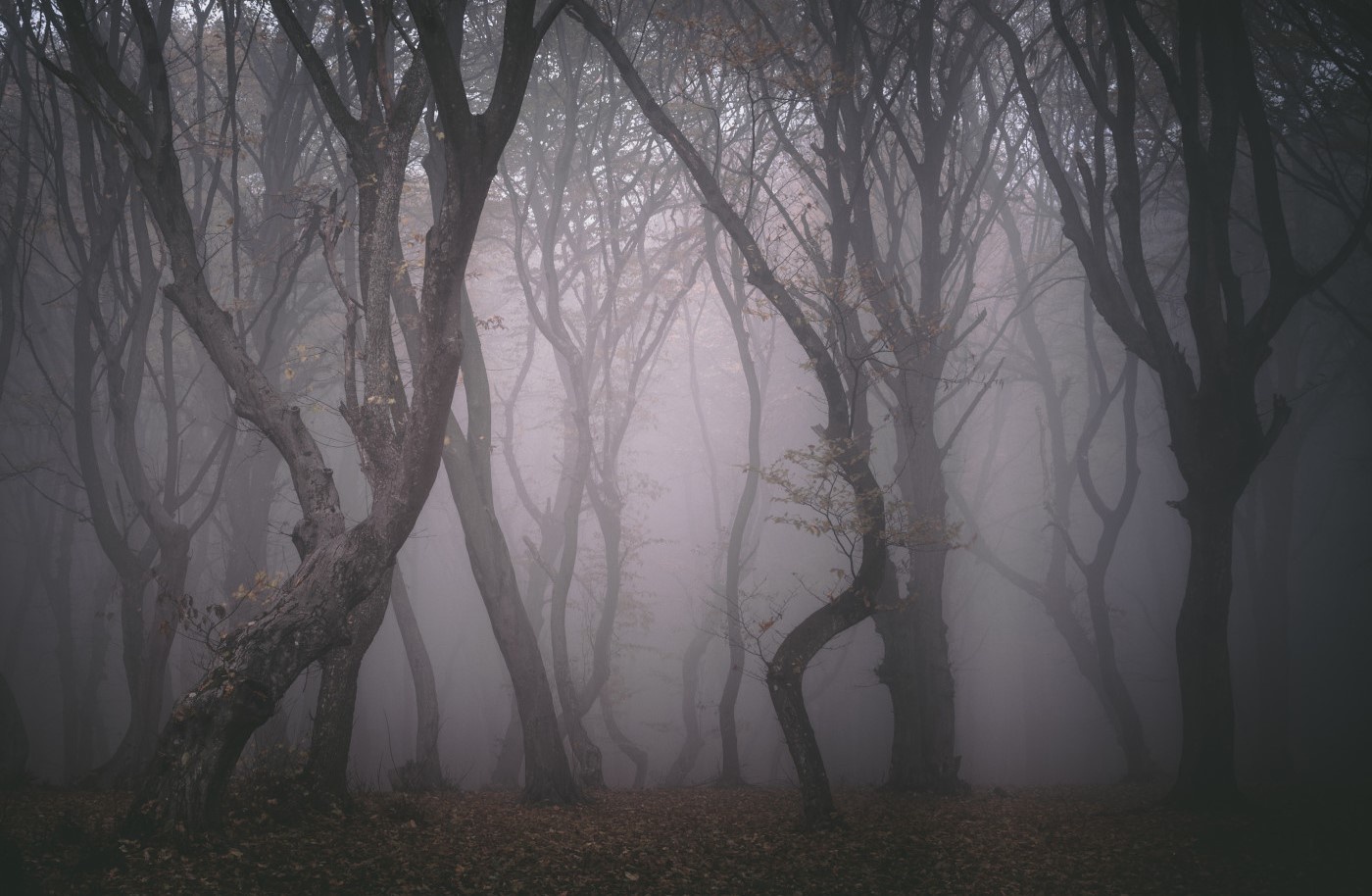 Những hiện tượng siêu nhiên trong khu rừng “Tam giác quỷ” nổi tiếng ở châu Âu - 1