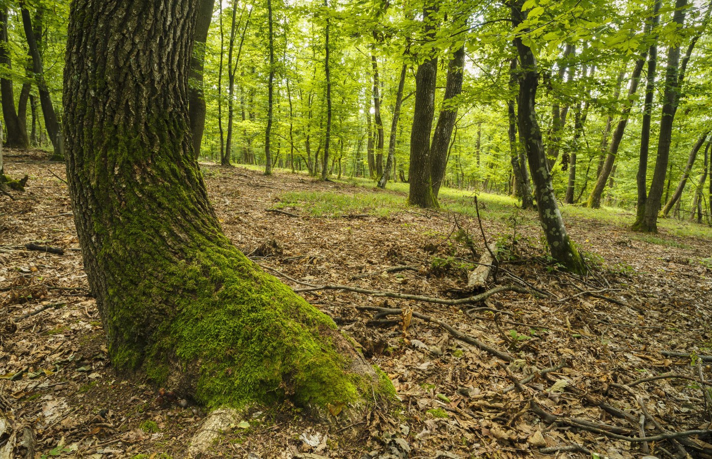 Những hiện tượng siêu nhiên trong khu rừng “Tam giác quỷ” nổi tiếng ở châu Âu - 8