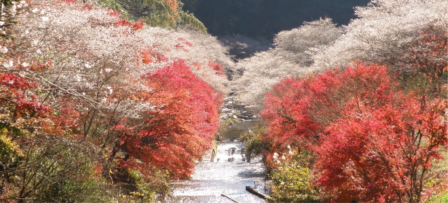 Hoa anh đào nở rộ cuối thu, cảnh thần tiên "có một không hai" ở Nhật Bản - 6