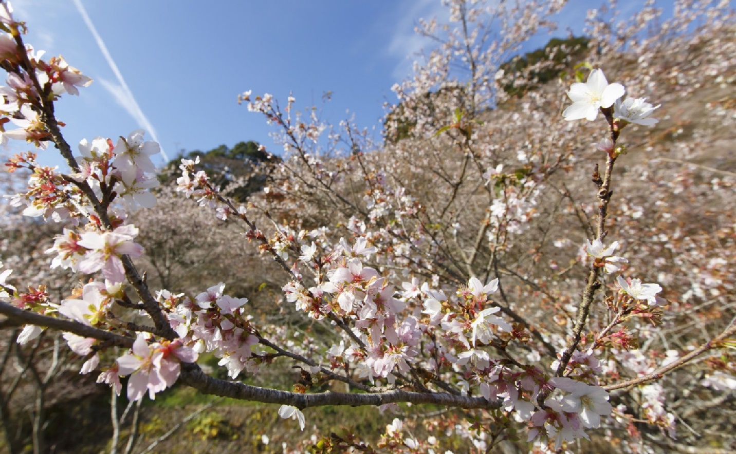 Hoa anh đào nở rộ cuối thu, cảnh thần tiên "có một không hai" ở Nhật Bản - 7