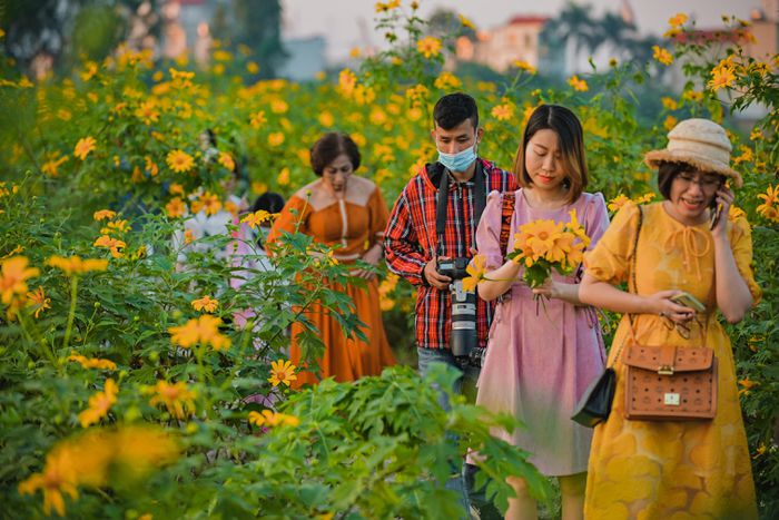 Vườn hoa dã quỳ khoe sắc rực rỡ tại Hà Nội - 2