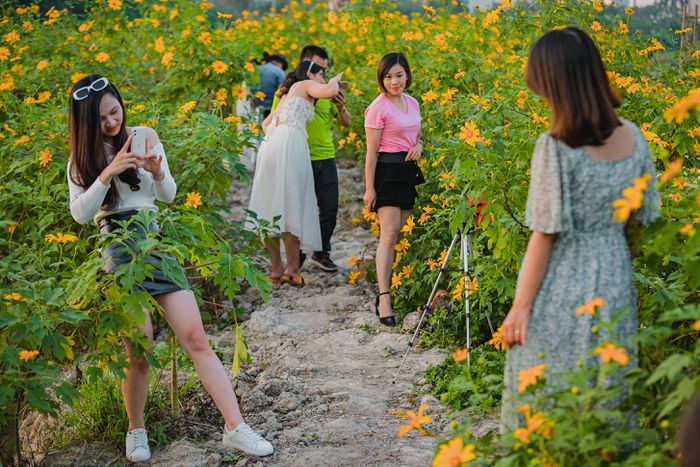 Vườn hoa dã quỳ khoe sắc rực rỡ tại Hà Nội - 6