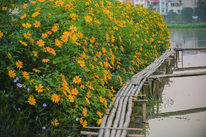 Vườn hoa dã quỳ khoe sắc rực rỡ tại Hà Nội - 9