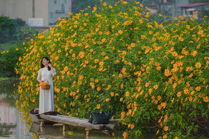 Vườn hoa dã quỳ khoe sắc rực rỡ tại Hà Nội - 10