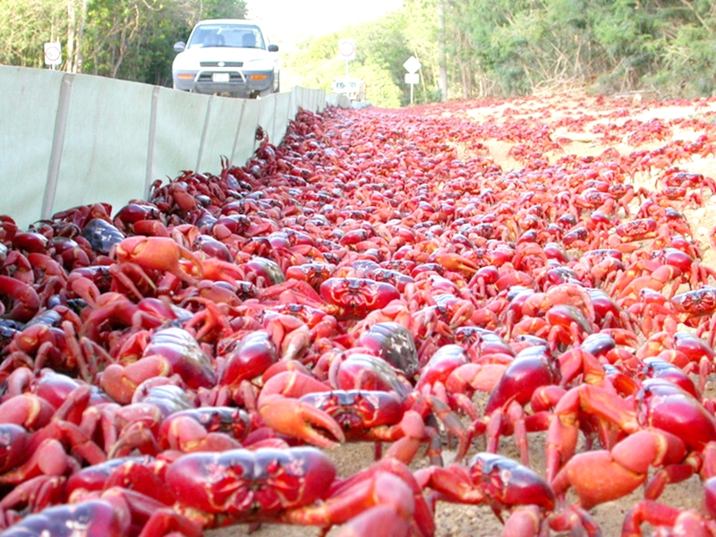 Hàng triệu con cua đỏ kéo nhau di cư nhuộm đỏ rực cả hòn đảo - 1