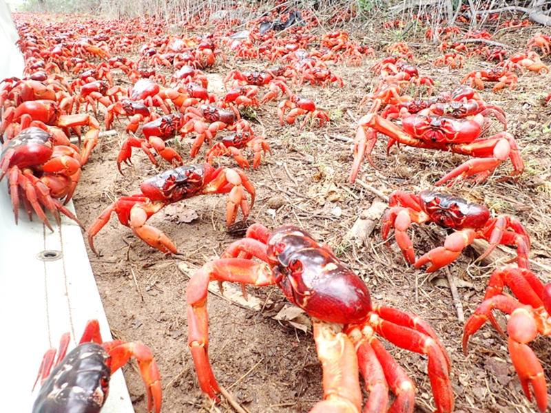 Hàng triệu con cua đỏ kéo nhau di cư nhuộm đỏ rực cả hòn đảo - 2