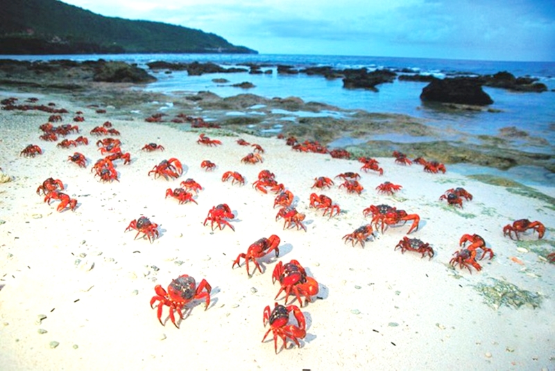 Hàng triệu con cua đỏ kéo nhau di cư nhuộm đỏ rực cả hòn đảo - 8