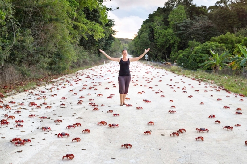 Hàng triệu con cua đỏ kéo nhau di cư nhuộm đỏ rực cả hòn đảo - 9