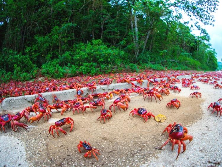 Hàng triệu con cua đỏ kéo nhau di cư nhuộm đỏ rực cả hòn đảo