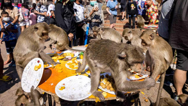 Bữa tiệc 2 tấn rau quả dành cho khỉ trong lễ hội đặc biệt ở Thái Lan - 3