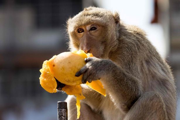Bữa tiệc 2 tấn rau quả dành cho khỉ trong lễ hội đặc biệt ở Thái Lan - 4