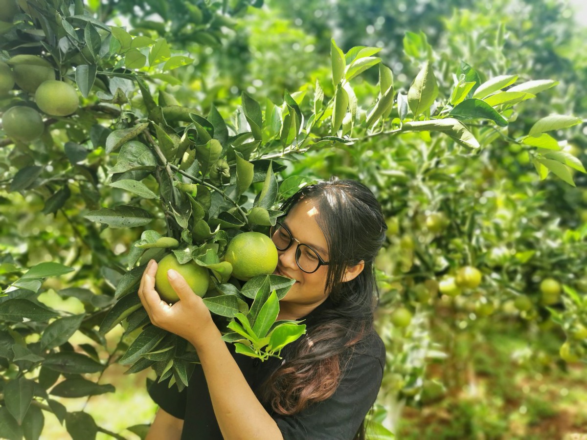 Kẹt lại Việt Nam vì dịch, người phụ nữ mua đất trồng trái cây sạch - 3