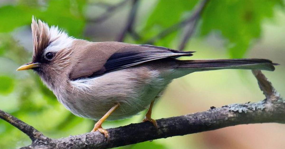 Tiếng chim vành khuyên hót hay như thế nào? | Yêu Thú Cưng