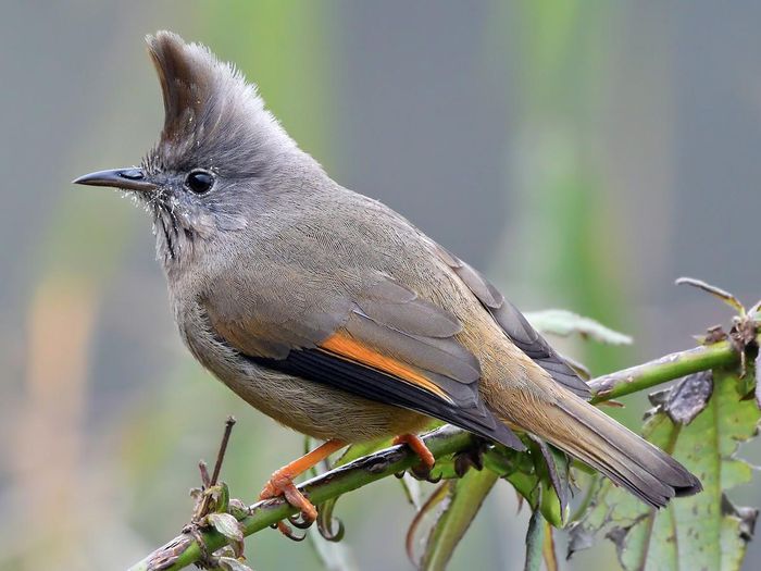 Đã mắt với vẻ đẹp của các loài chim vành khuyên Việt Nam - 6