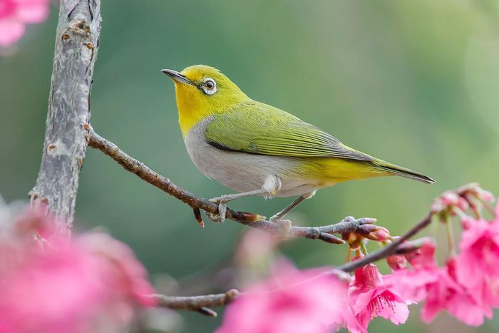 Eye-catching with the beauty of Vietnam's ringed birds - 1