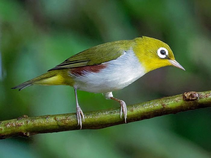 Be captivated by the beauty of Vietnam's ringed birds - 2