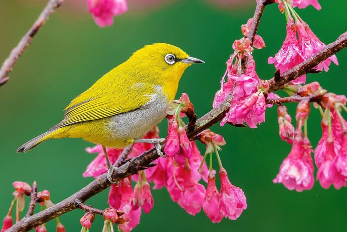 Eye-catching with the beauty of Vietnam's ringed birds - 3