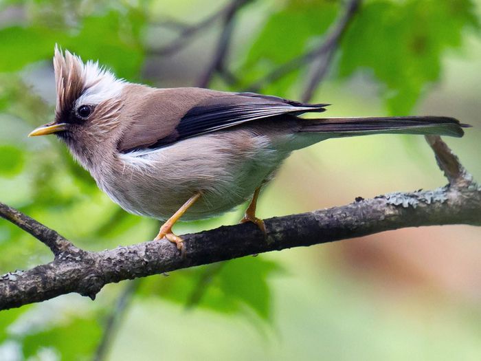 Tổ Chim Hoàng Khuyên – Thông Tin Chi Tiết Về Loài Chim Quý Hiếm