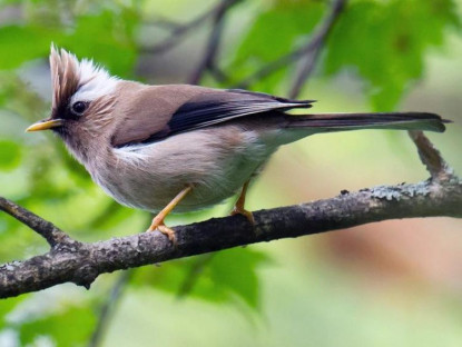 Chuyện hay - Đã mắt với vẻ đẹp của các loài chim vành khuyên Việt Nam